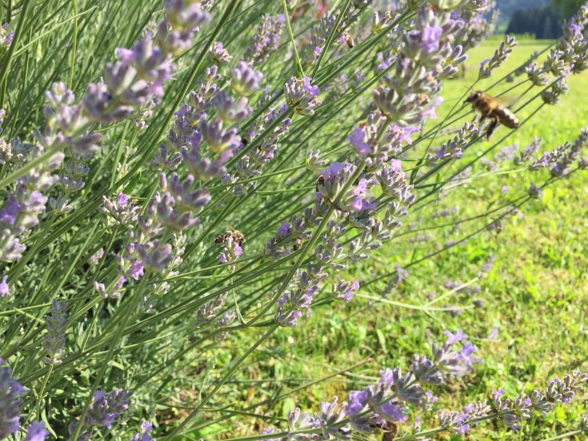 Hillside Bio Glamping *